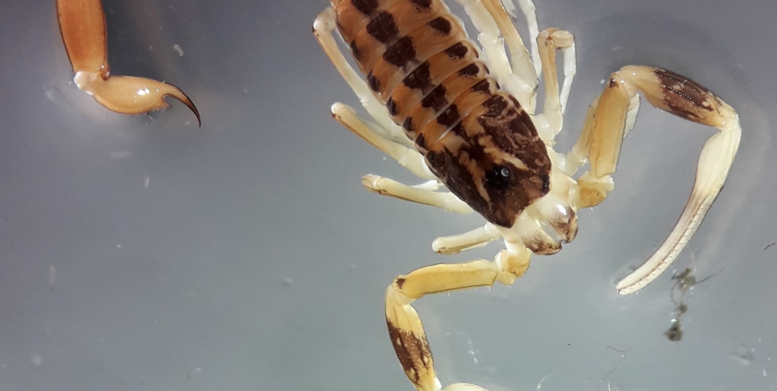 Hallan una especie de escorpión venenoso en General Pico Revista